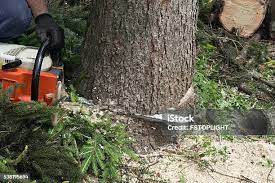 Best Stump Grinding and Removal  in Telluride, CO