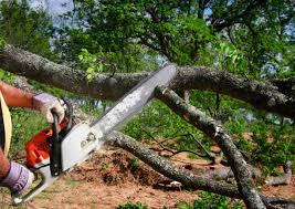 Best Storm Damage Tree Cleanup  in Telluride, CO