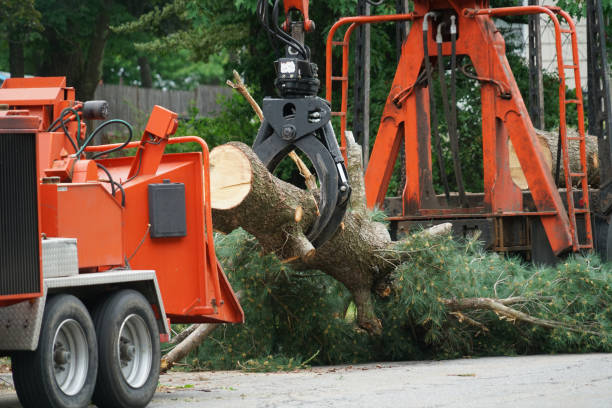 Best Arborist Consultation Services  in Telluride, CO