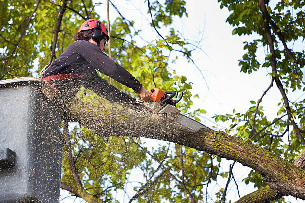 How Our Tree Care Process Works  in  Telluride, CO